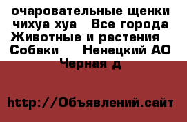 очаровательные щенки чихуа-хуа - Все города Животные и растения » Собаки   . Ненецкий АО,Черная д.